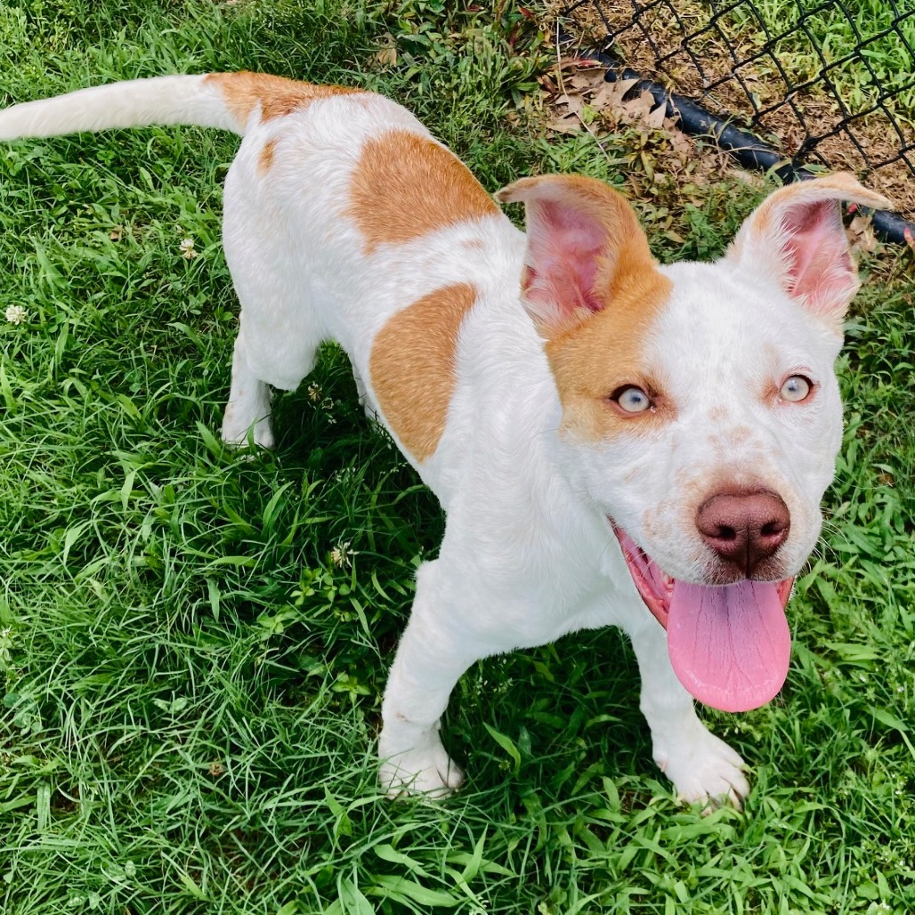 Shelter Stray Female Dog last seen , Cabot, AR 72007