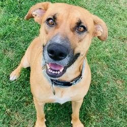 Shelter Stray Female Dog last seen , Cabot, AR 72007