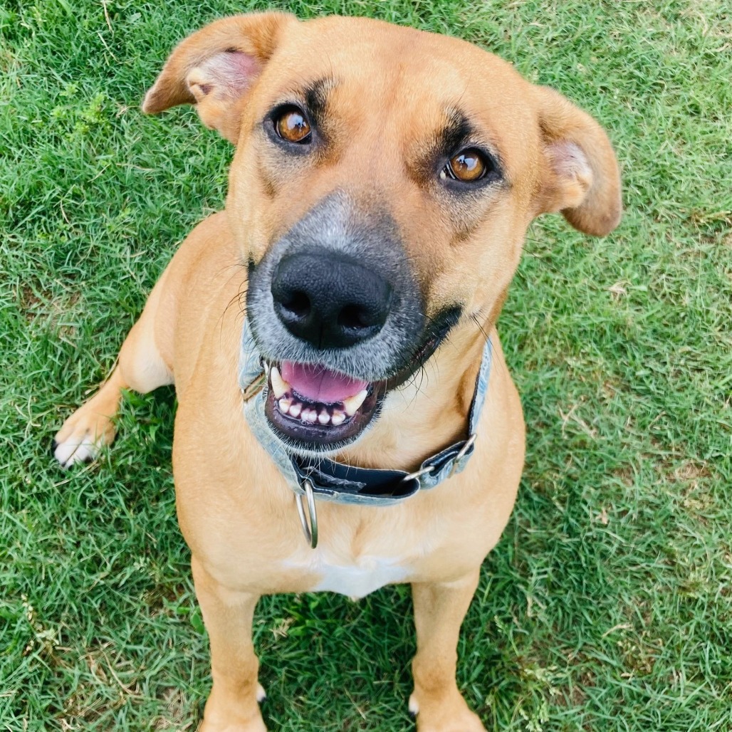 Shelter Stray Female Dog last seen , Cabot, AR 72007
