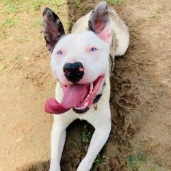 Shelter Stray Female Dog last seen , Cabot, AR 72007