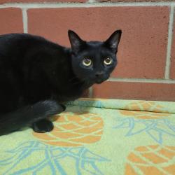 Shelter Stray Male Cat last seen , Cabot, AR 72007