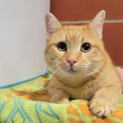 Shelter Stray Male Cat last seen , Cabot, AR 72007