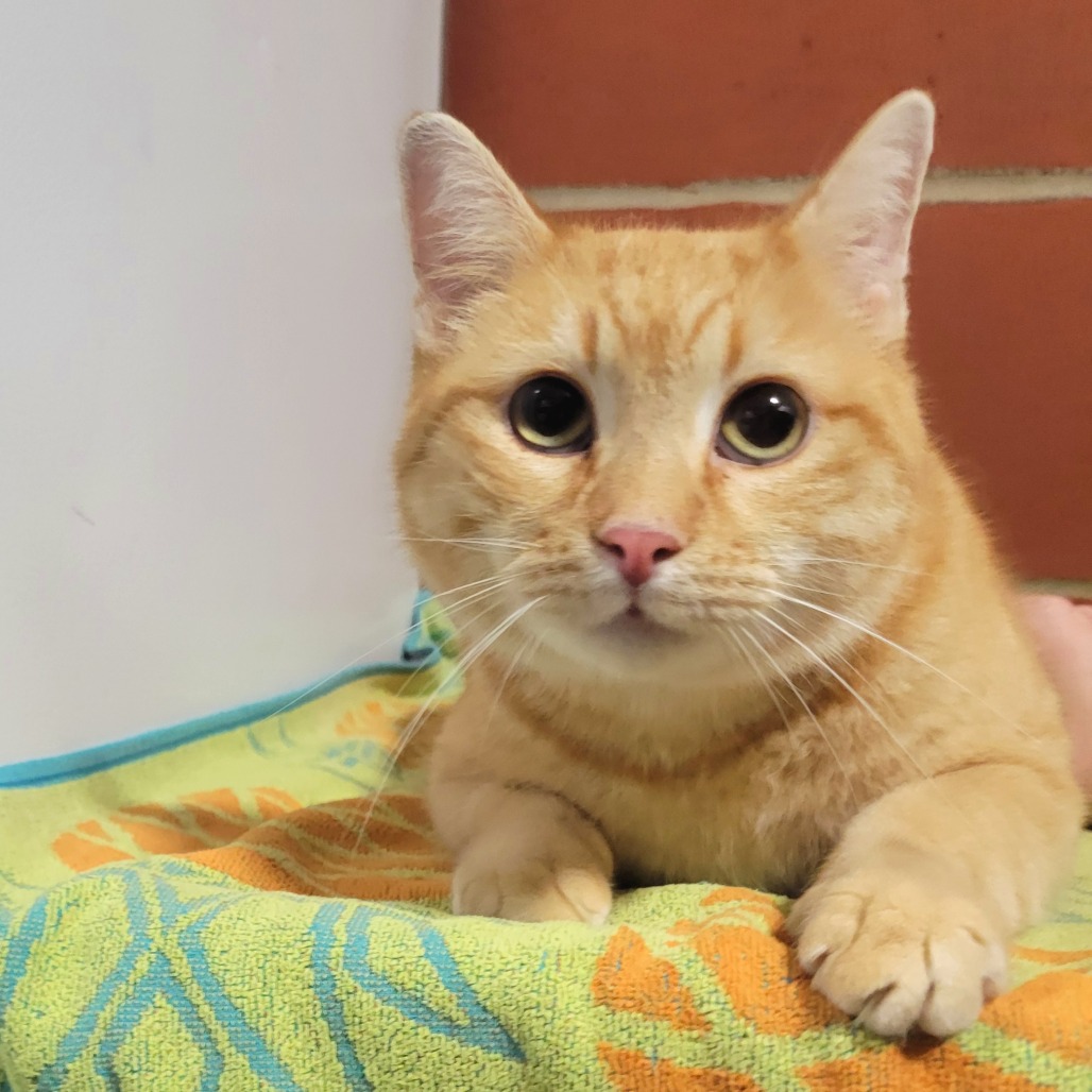 Shelter Stray Male Cat last seen , Cabot, AR 72007