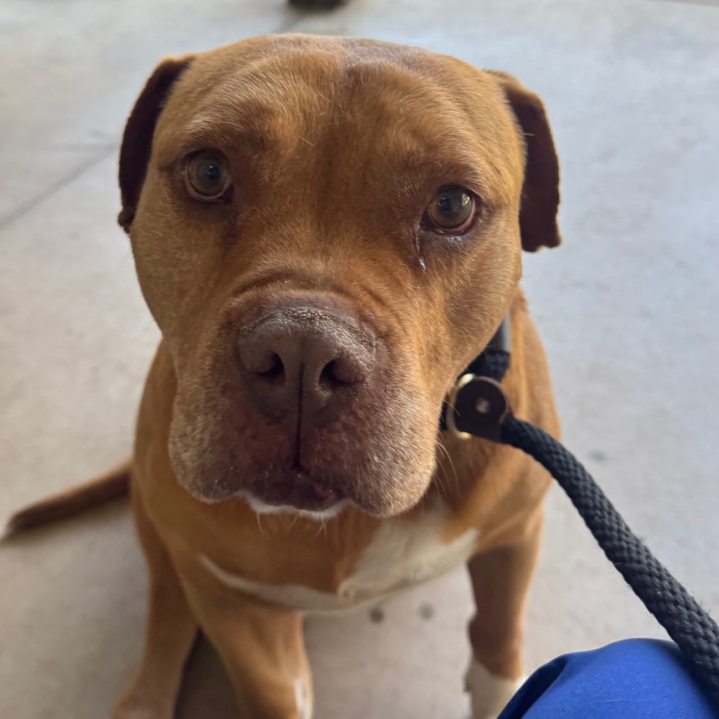 Shelter Stray Male Dog last seen , Greenville, SC 29609