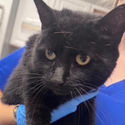 Shelter Stray Female Cat last seen , Greenville, SC 29609