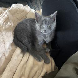 Shelter Stray Male Cat last seen , Memphis, TN 38133