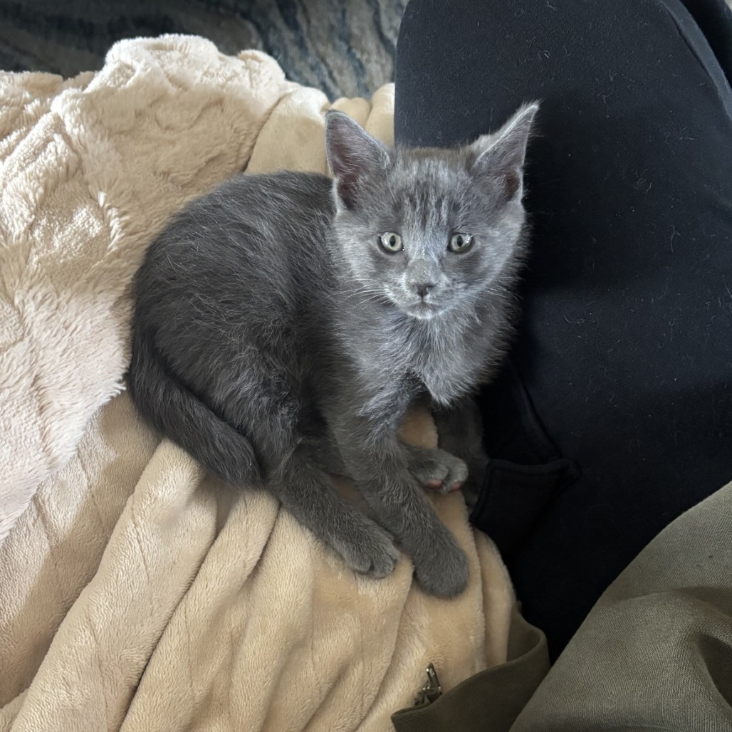 Shelter Stray Male Cat last seen , Memphis, TN 38133