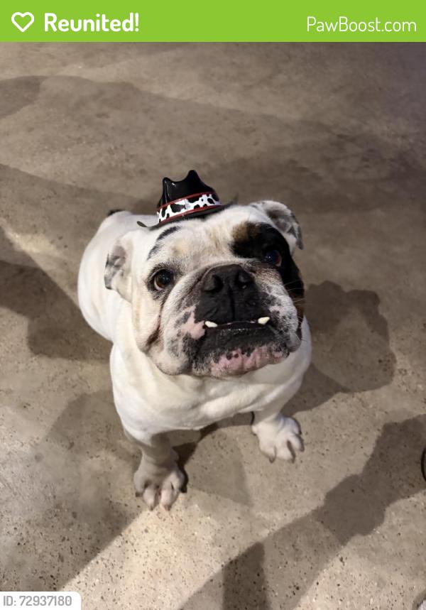 Reunited Male Dog last seen Cliffwood Dr, Garland, TX 75043, USA, Garland, TX 75043