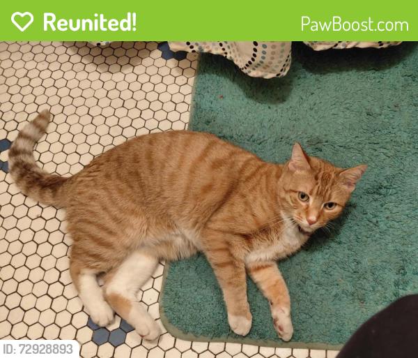 Reunited Male Cat last seen South Sacramento Ave. & W. 63rd St., Chicago 60629, Chicago, IL 60629