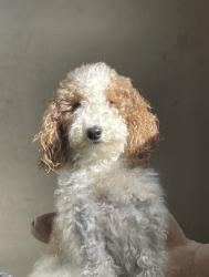 Lost Female Dog last seen CDLC child care, Philadelphia, PA 19142