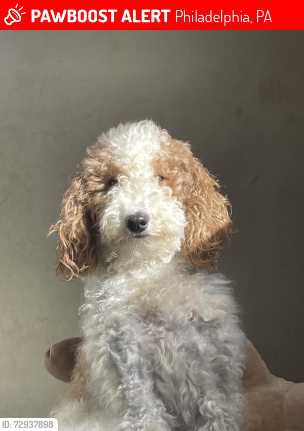 Lost Female Dog last seen CDLC child care, Philadelphia, PA 19142