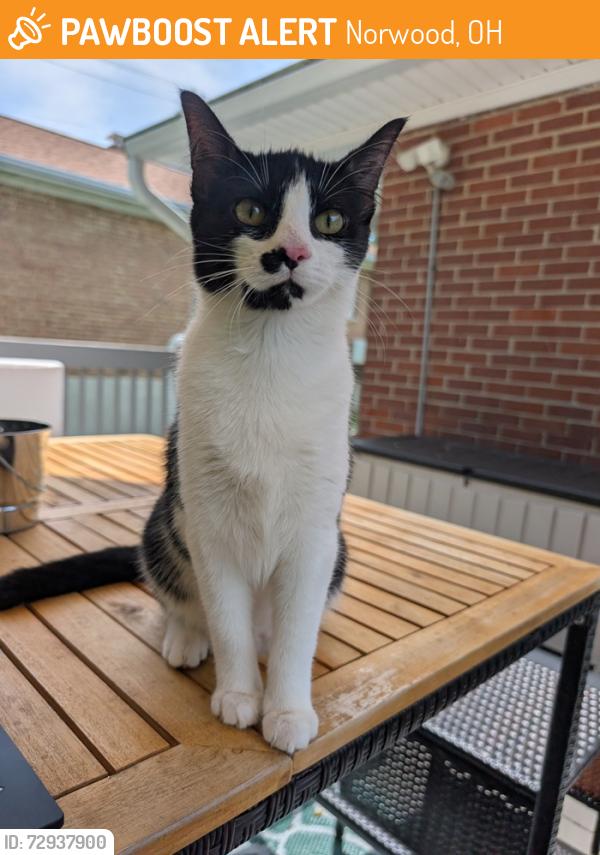 Found/Stray Female Cat last seen Fenwick Park, Norwood, OH 45212