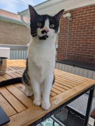 Found/Stray Female Cat last seen Fenwick Park, Norwood, OH 45212