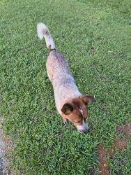Reunited Male Dog last seen Branch Ct, Johnston County, NC 27520