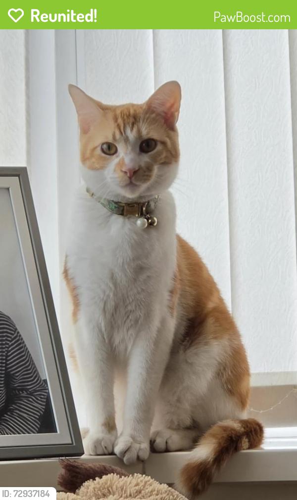Reunited Male Cat last seen Commercial street, Park square , Newport, Wales NP20