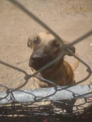 Found/Stray Female Dog last seen Laguna Seca and cahuilla, Apple Valley, CA 92307