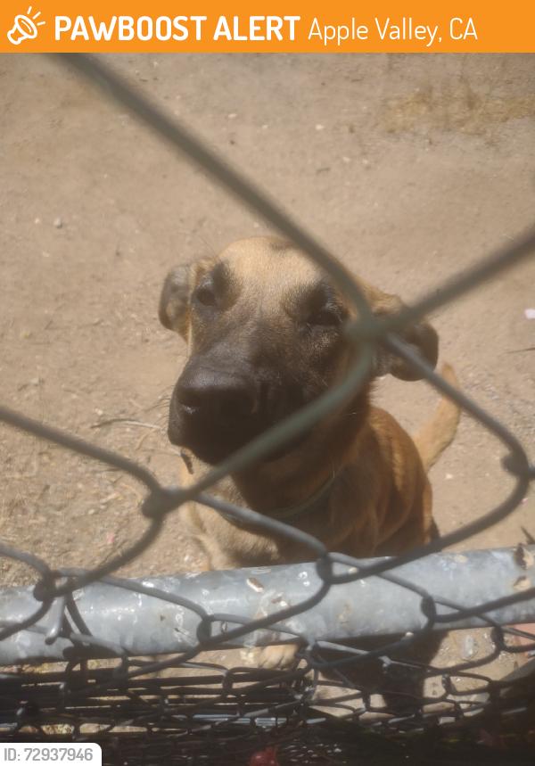 Found/Stray Female Dog last seen Laguna Seca and cahuilla, Apple Valley, CA 92307