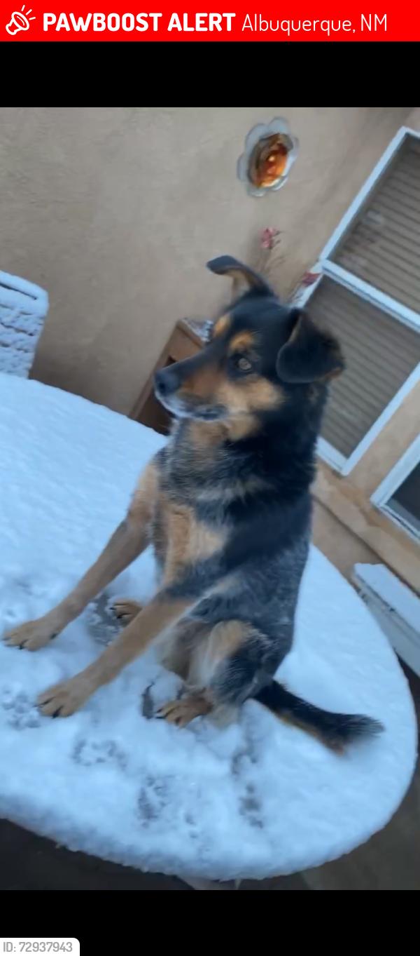 Lost Male Dog last seen Mayfair 86th st sw , Albuquerque, NM 87121