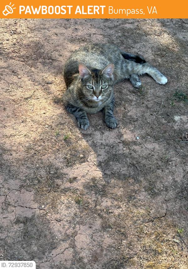 Found/Stray Female Cat last seen Near Willow Brook Rd., Bumpass, VA 23024