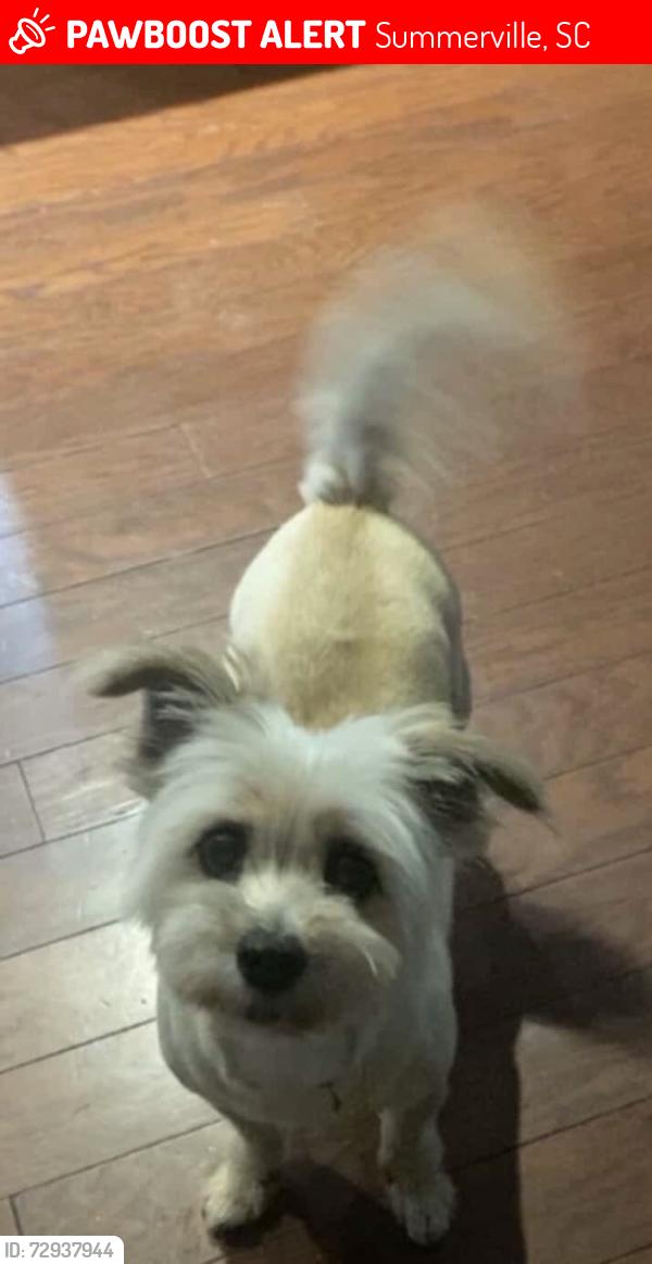 Lost Female Cat last seen Eagle Pass near golf course, Summerville, SC 29485