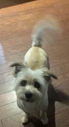 Lost Female Cat last seen Eagle Pass near golf course, Summerville, SC 29485