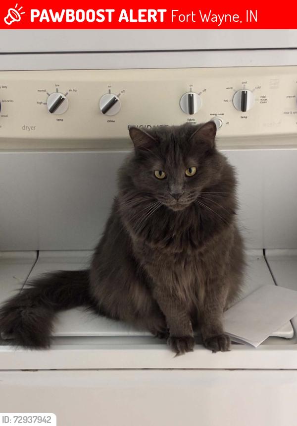 Lost Male Cat last seen Dwenger high school, Fort Wayne, IN 46825