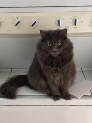 Lost Male Cat last seen Dwenger high school, Fort Wayne, IN 46825