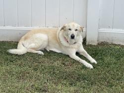 Reunited Female Dog last seen Wilson Farm Road and NC 43, Greenville, NC 27858