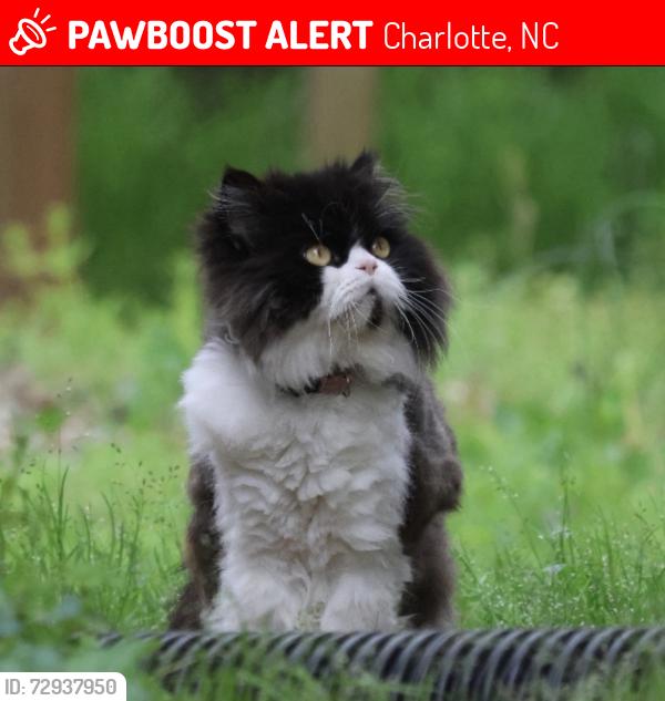 Lost Male Cat last seen Near Castleton rd, Charlotte, NC 28211