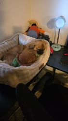 Lost Female Dog last seen 21st ave and windrose, Phoenix, AZ 85029