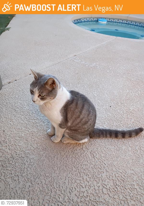Found/Stray Unknown Cat last seen West Lanning and Feather Way, Las Vegas, NV 89108