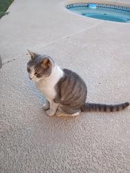 Found/Stray Unknown Cat last seen West Lanning and Feather Way, Las Vegas, NV 89108