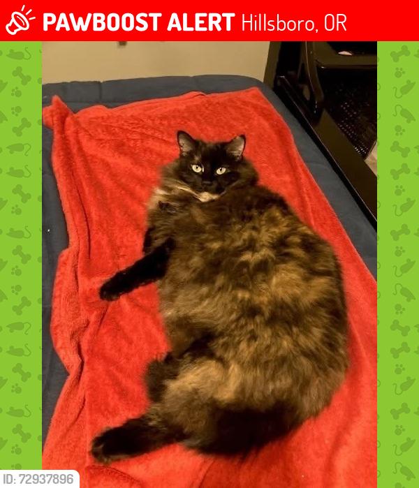 Lost Female Cat last seen SE Pine, Hillsboro, OR 97123