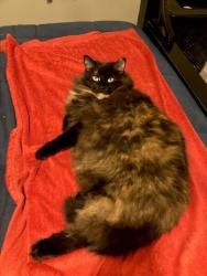 Lost Female Cat last seen SE Pine, Hillsboro, OR 97123