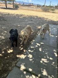 Found/Stray Female Dog last seen 10th & 11th Hesperia , Hesperia, CA 92345