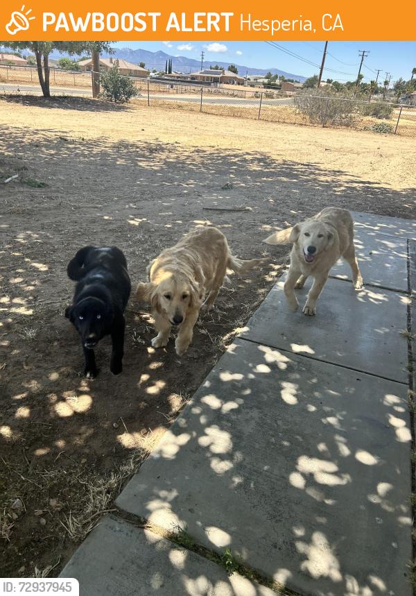 Found/Stray Female Dog last seen 10th & 11th Hesperia , Hesperia, CA 92345