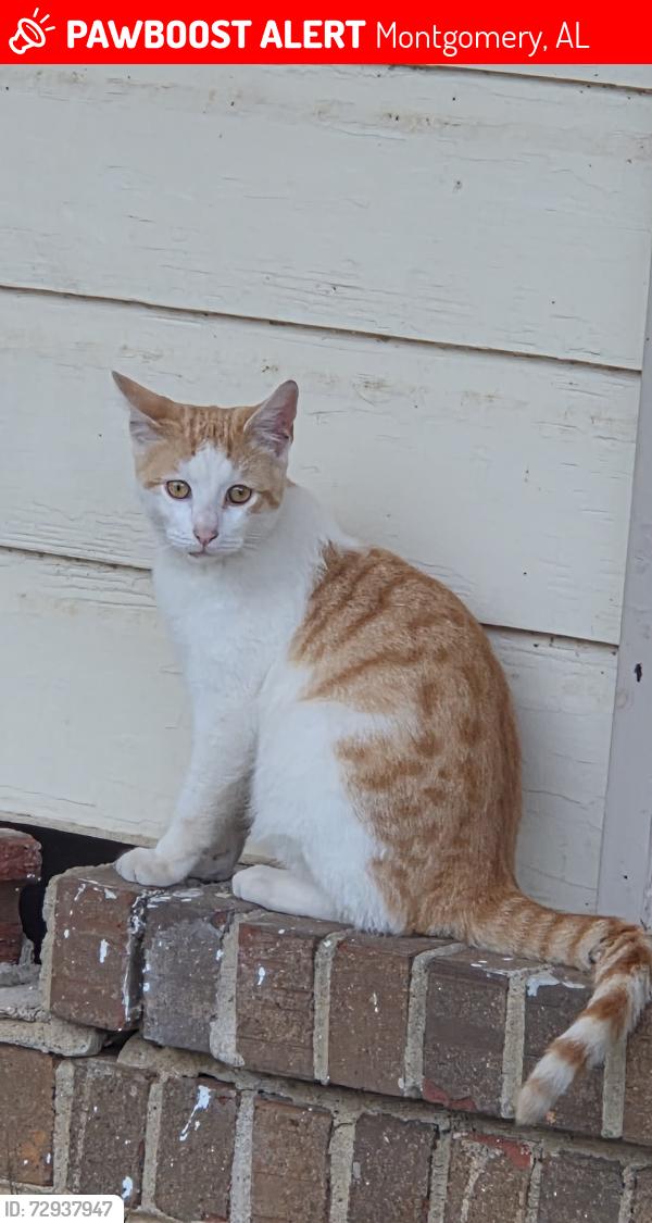 Lost Male Cat last seen Baffin court culdesac, Montgomery, AL 36110