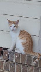 Lost Male Cat last seen Baffin court culdesac, Montgomery, AL 36110