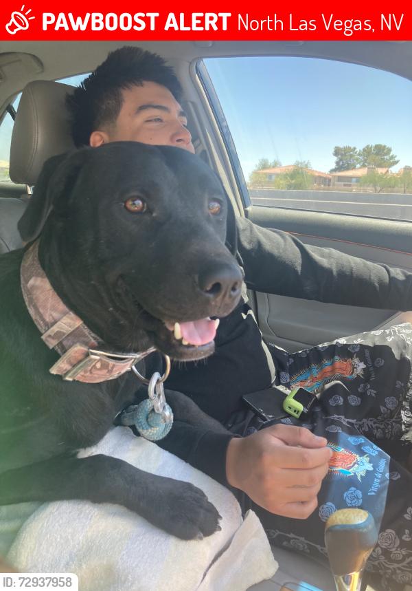 Lost Male Dog last seen Tropical, North Las Vegas, NV 89031