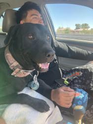 Lost Male Dog last seen Tropical, North Las Vegas, NV 89031