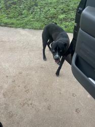 Found/Stray Female Dog last seen 2nd and Sante Fe, Edmond, OK 73003