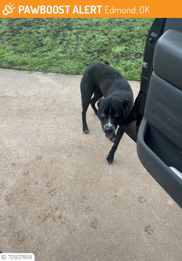 Found/Stray Female Dog last seen 2nd and Sante Fe, Edmond, OK 73003