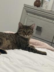 Lost Male Cat last seen vibrant sky dr, Fort Bend County, TX 77406