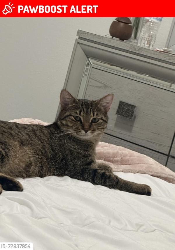 Lost Male Cat last seen vibrant sky dr, Fort Bend County, TX 77406