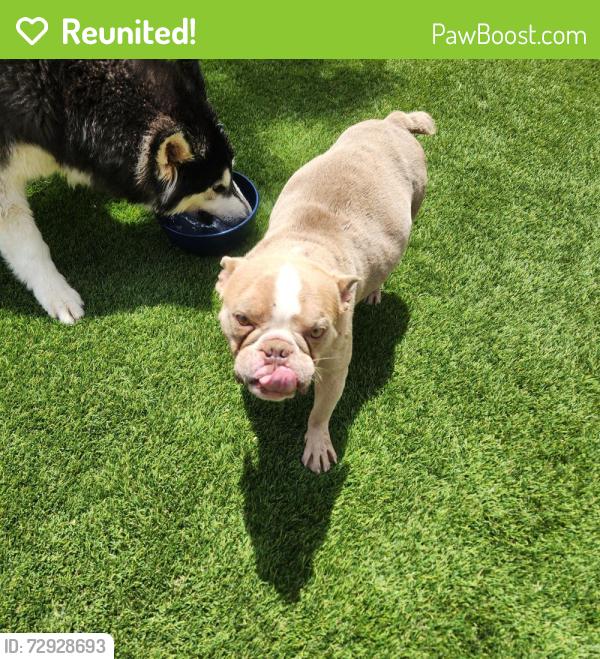 Reunited Male Dog last seen Tenant and russell, Las Vegas, NV 89113