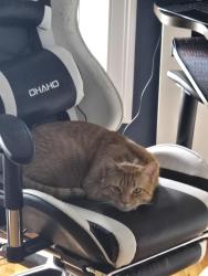 Reunited Male Cat last seen Liberty St, Stamford, CT 06902, USA, Stamford, CT 06902