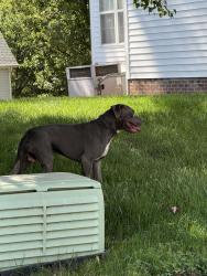 Found/Stray Male Dog last seen Near pop shelf at south point , Durham, NC 27713