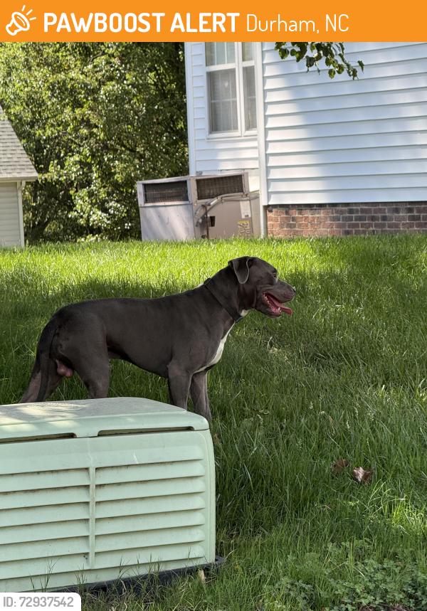Found/Stray Male Dog last seen Near pop shelf at south point , Durham, NC 27713