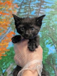 Shelter Stray Male Cat last seen Bexar County, New Braunfels, TX 78130