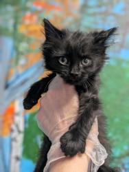 Shelter Stray Female Cat last seen Bexar County, New Braunfels, TX 78130